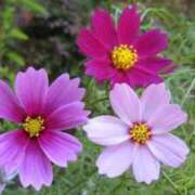 ヒメ日記 2025/05/19 08:49 投稿 井上 まお プルプルオフィスディーバ