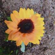 ヒメ日記 2025/06/16 09:48 投稿 井上 まお プルプルオフィスディーバ