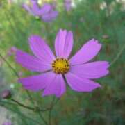 ヒメ日記 2025/08/09 13:14 投稿 井上 まお プルプルオフィスディーバ