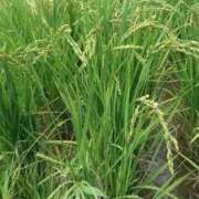 ヒメ日記 2025/08/18 09:26 投稿 井上 まお プルプルオフィスディーバ