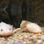 ヒメ日記 2025/06/20 20:30 投稿 菜乃花 Selection(セレクション)(沖縄)