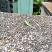 まき バッタさん！！ 素人妻御奉仕倶楽部Hip's松戸店