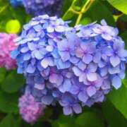 ヒメ日記 2025/06/30 05:19 投稿 れん奥様 川崎人妻ソープ Mint(ミント)