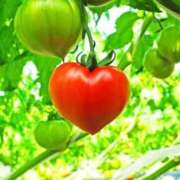 ヒメ日記 2026/01/12 11:24 投稿 このは 熟女の風俗最終章 沼津店