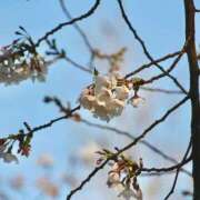 ヒメ日記 2025/04/18 21:23 投稿 いろは ウルトラハピネス