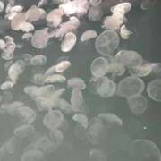 ヒメ日記 2025/11/23 11:41 投稿 みよ 熟女の風俗最終章 宇都宮店