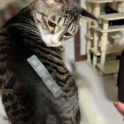 ヒメ日記 2025/08/08 19:58 投稿 ななこ【美巨乳清楚JD】 STELLA TOKYO－ステラトウキョウ－