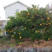 ヒメ日記 2025/12/09 14:38 投稿 きんぎょ 熟女の風俗最終章 沼津店