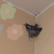 ヒメ日記 2025/05/03 00:04 投稿 柚木千草 五十路マダム宇都宮店(カサブランカグループ)