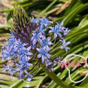 ヒメ日記 2025/05/13 11:24 投稿 柚木千草 五十路マダム宇都宮店(カサブランカグループ)