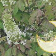 ヒメ日記 2025/05/25 23:06 投稿 柚木千草 五十路マダム宇都宮店(カサブランカグループ)