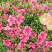 ヒメ日記 2025/06/02 13:58 投稿 柚木千草 五十路マダム宇都宮店(カサブランカグループ)