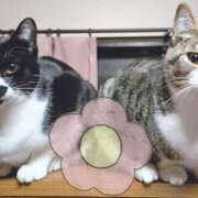 ヒメ日記 2025/07/09 18:30 投稿 柚木千草 五十路マダム宇都宮店(カサブランカグループ)