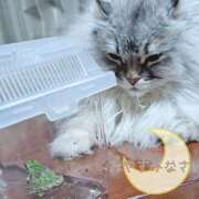 ヒメ日記 2025/07/10 22:58 投稿 柚木千草 五十路マダム宇都宮店(カサブランカグループ)