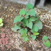 ヒメ日記 2025/07/14 11:36 投稿 柚木千草 五十路マダム宇都宮店(カサブランカグループ)