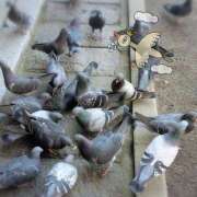 ヒメ日記 2026/03/04 22:28 投稿 柚木千草 五十路マダム宇都宮店(カサブランカグループ)