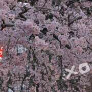 ヒメ日記 2026/03/21 21:52 投稿 柚木千草 五十路マダム宇都宮店(カサブランカグループ)