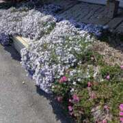 ヒメ日記 2025/06/02 09:30 投稿 沙織(さおり) エッチな熟女(広島)