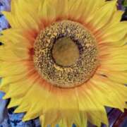 ヒメ日記 2025/06/27 10:38 投稿 しぐれ セクシーキャット 小田原店