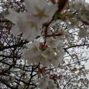 ヒメ日記 2026/03/21 09:06 投稿 しぐれ セクシーキャット 小田原店