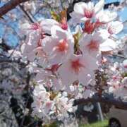 ヒメ日記 2026/04/09 09:43 投稿 しぐれ セクシーキャット 小田原店