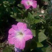 ヒメ日記 2025/06/04 20:47 投稿 りり 制服向上委員会