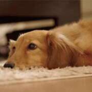 山下　あやめ お休み😖 寝取り×制服 義理義理な女学園