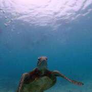 ヒメ日記 2025/05/25 14:07 投稿 アマネ ルパン