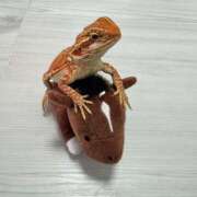 ヒメ日記 2025/07/02 00:46 投稿 水神 りり 横浜ダンディー