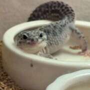 水神 りり 出勤したよ⭐️21じまで 横浜ダンディー