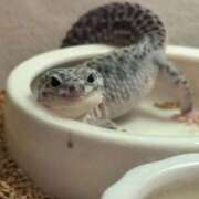 水神 りり 出勤するよ🥺 横浜ダンディー