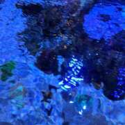 ヒメ日記 2025/08/21 10:03 投稿 ラナ キャンディ(鹿児島)