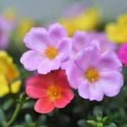 ヒメ日記 2025/08/23 09:09 投稿 ラナ キャンディ(鹿児島)