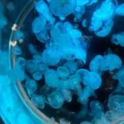 ヒメ日記 2025/08/29 23:57 投稿 ラナ キャンディ(鹿児島)