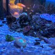 ヒメ日記 2025/11/13 02:15 投稿 ラナ キャンディ(鹿児島)