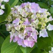 ヒメ日記 2025/06/05 14:11 投稿 羽月りな(はづきりな) 九州熟女　熊本店