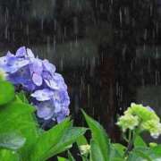 ヒメ日記 2025/06/12 07:19 投稿 羽月りな(はづきりな) 九州熟女　熊本店