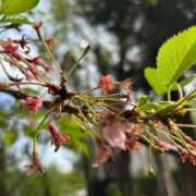 ヒメ日記 2025/04/17 13:20 投稿 亀井 熟女の風俗最終章　鶯谷店