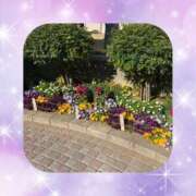 ヒメ日記 2025/04/26 16:36 投稿 鮎川ゆう 五十路マダムエクスプレス横浜店（カサブランカグループ）