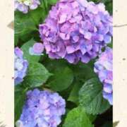 ヒメ日記 2025/06/09 16:32 投稿 鮎川ゆう 五十路マダムエクスプレス横浜店（カサブランカグループ）