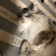 ヒメ日記 2025/10/08 09:19 投稿 きさき CECIL