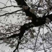 ヒメ日記 2025/04/17 11:15 投稿 ユウコ ドMな奥様 大阪本店