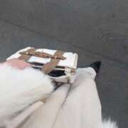 ヒメ日記 2026/04/08 12:22 投稿 きょうか 肉体の門