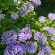 ヒメ日記 2025/06/05 15:41 投稿 みほ 横浜人妻花壇本店