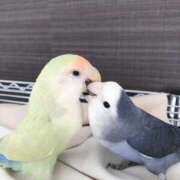 ヒメ日記 2026/03/22 21:00 投稿 かすみ 奥鉄オクテツ大阪