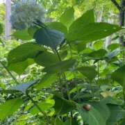 ヒメ日記 2025/06/17 10:02 投稿 朝日まりん しこたま奥様 横浜店