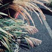 おとは 実るほど 渋谷じゃっくす