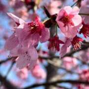 ヒメ日記 2026/04/17 07:47 投稿 おとは 渋谷じゃっくす