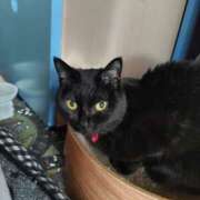 ヒメ日記 2025/04/28 09:53 投稿 みずほ 完熟とまと(十三)