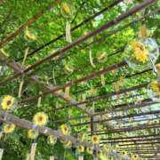 ヒメ日記 2025/07/24 10:17 投稿 みずほ 完熟とまと(十三)